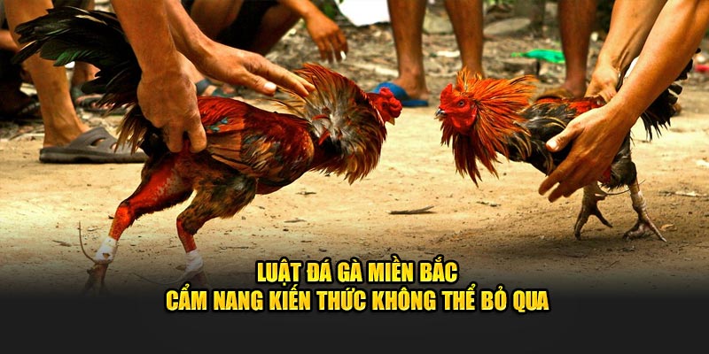 Luật thi đấu của đá gà tại miền Bắc