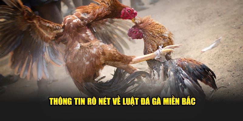 Thông tin rõ nét về luật đá gà miền Bắc